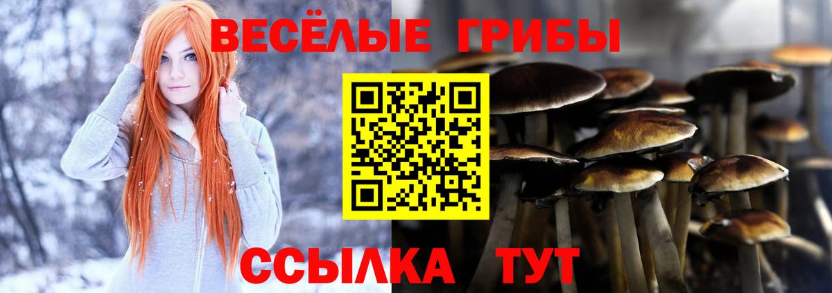 Галлюциногенные грибы Psilocybine cubensis Новокубанск